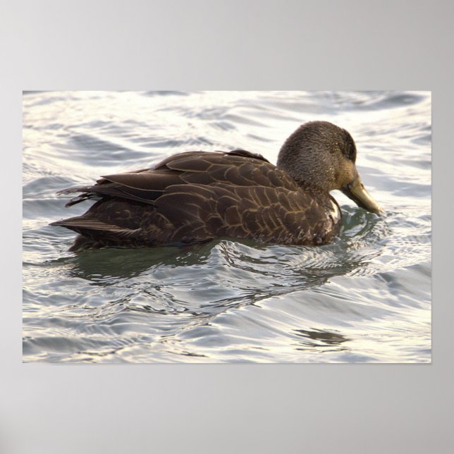 Black Duck Photo Poster (Front)