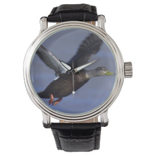 Black Duck Watch
