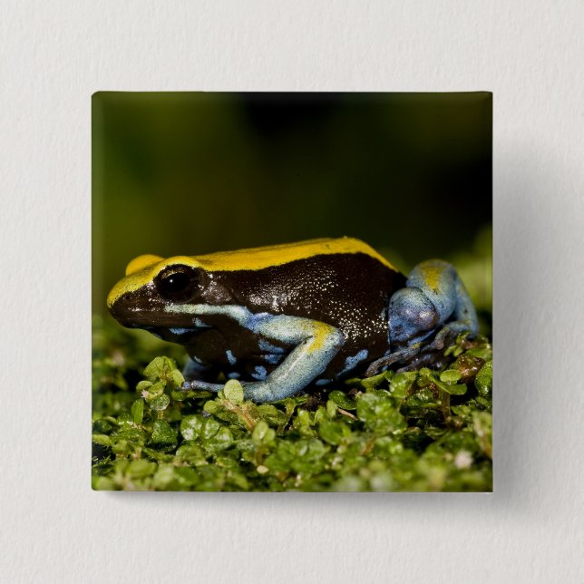 Black-eared Mantella, Mantella expectata, 15 Cm Square Badge (Front)