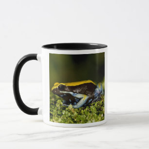 Black-eared Mantella, Mantella expectata, Mug