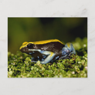 Black-eared Mantella, Mantella expectata, Postcard