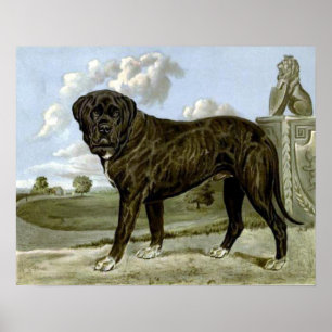Black English Mastiff Poster