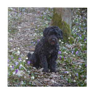 Black English Springer Spaniel Tile