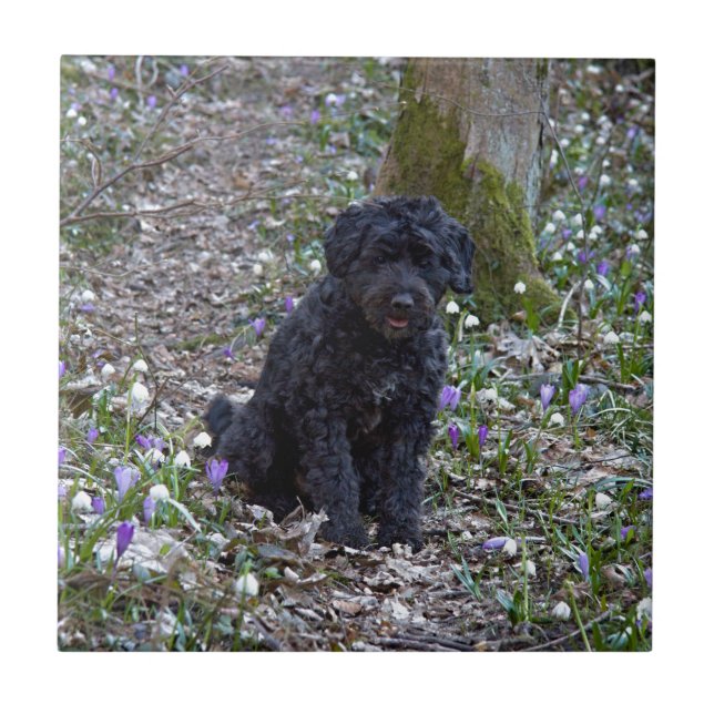 Black English Springer Spaniel Tile (Front)