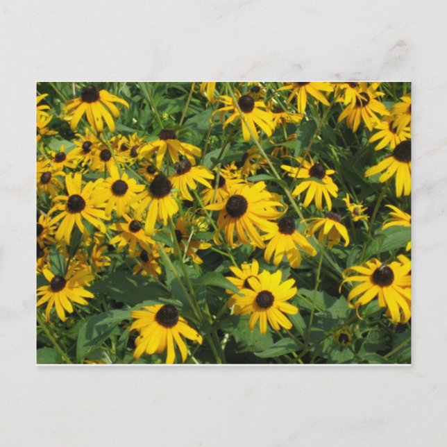 Black Eye Susans Postcard (Front)