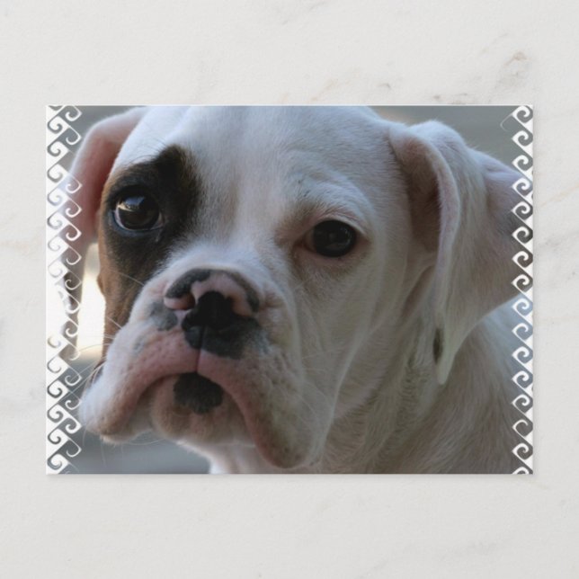 Black Eyed Boxer Dog Postcard (Front)