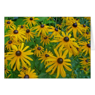 Black Eyed Brown Eyed Susan Photograph