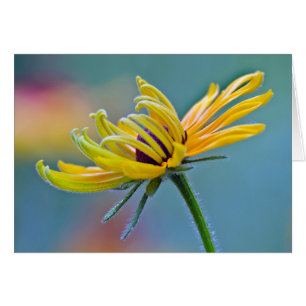 Black-eyed Susan