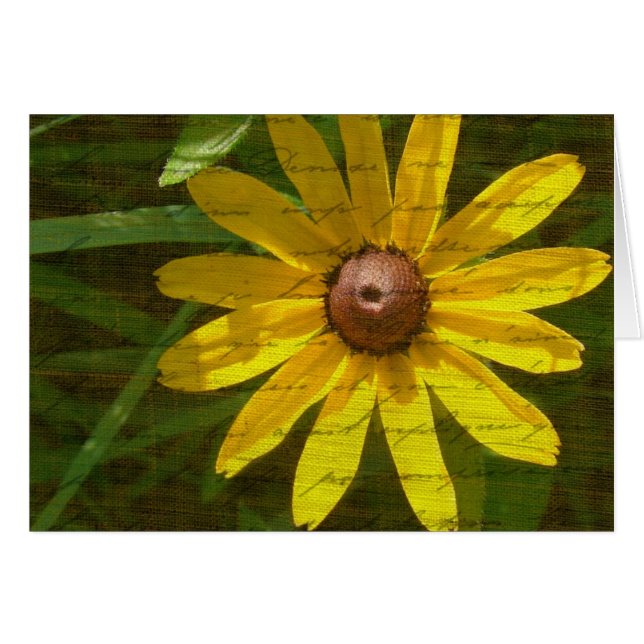 Black-Eyed Susan (Front Horizontal)