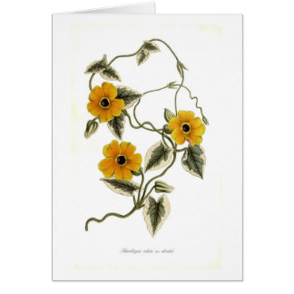 Black-eyed Susan