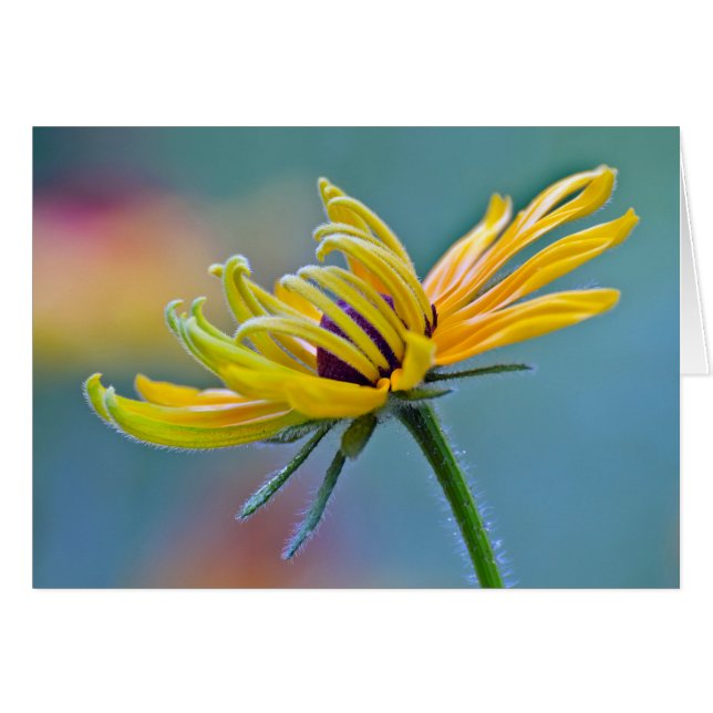 Black-eyed Susan (Front Horizontal)