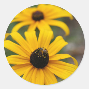 Black-Eyed Susan and Bee Classic Round Sticker