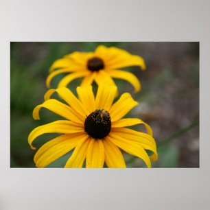 Black-Eyed Susan and Bee Poster