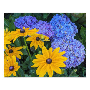 Black Eyed Susan and Blue Hydrangea Floral Photo Print