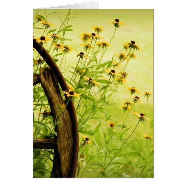 Black-Eyed Susan and Wagon Wheel Photo (Front)