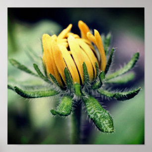 Black Eyed Susan Awakening  Poster