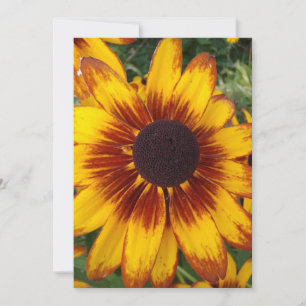 Black Eyed Susan Blank Flower Card
