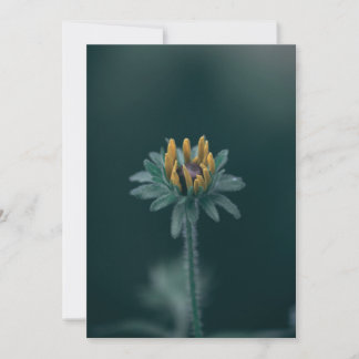 Black Eyed Susan Blossom Save The Date