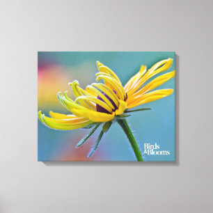 Black-eyed Susan Canvas Print