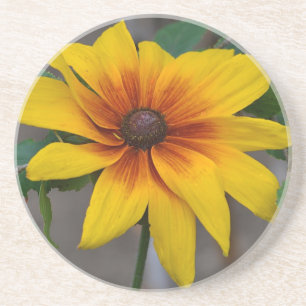 Black Eyed Susan Coaster