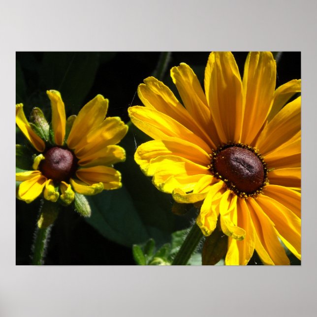 Black Eyed Susan Daisies Poster (Front)