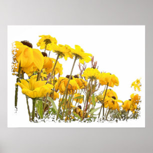Black Eyed Susan Flower Art Print