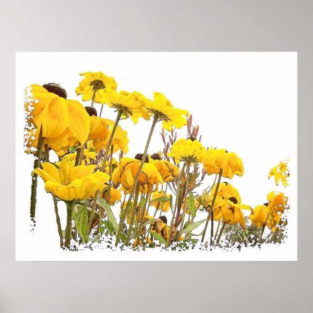 Black Eyed Susan Flower Art Print (Front)