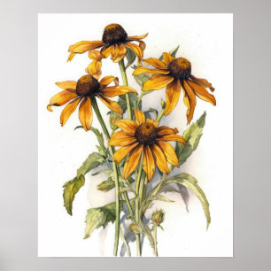 Black Eyed Susan Flower Art Print Poster