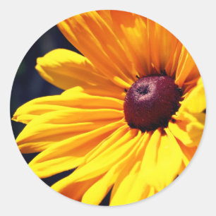 Black Eyed Susan Flower  Classic Round Sticker