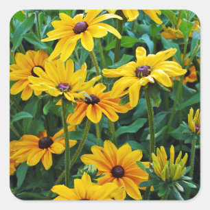 Black eyed susan flower garden square sticker