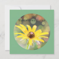 Black-Eyed Susan Flower on Dark Sea Green