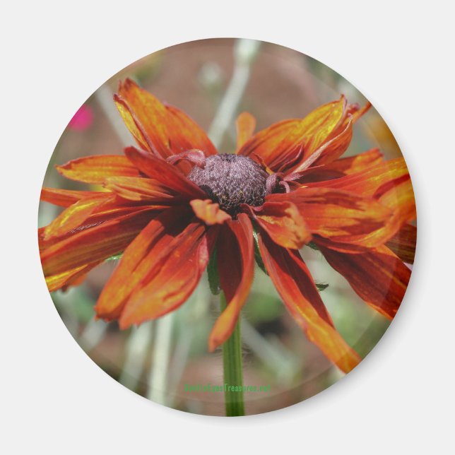 Black Eyed Susan Flower Photography Magnet (Front)