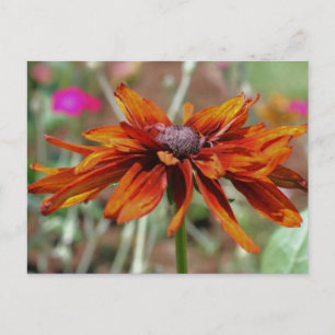 Black Eyed Susan Flower Photography Postcard