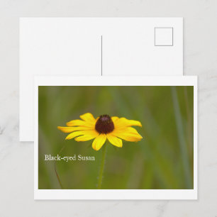 Black-eyed Susan Flower Postcard