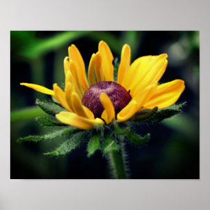 Black Eyed Susan Flower Unfolding Poster