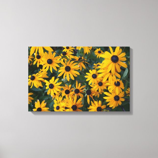 Black-eyed Susan Flowers Canvas (Front)