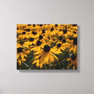 Black Eyed Susan Flowers Canvas Print
