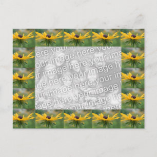 Black Eyed Susan Flowers Photo Postcard