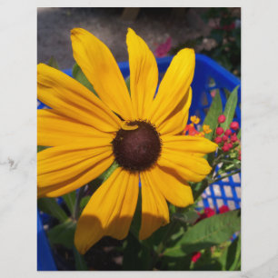 Black eyed-Susan front and centre