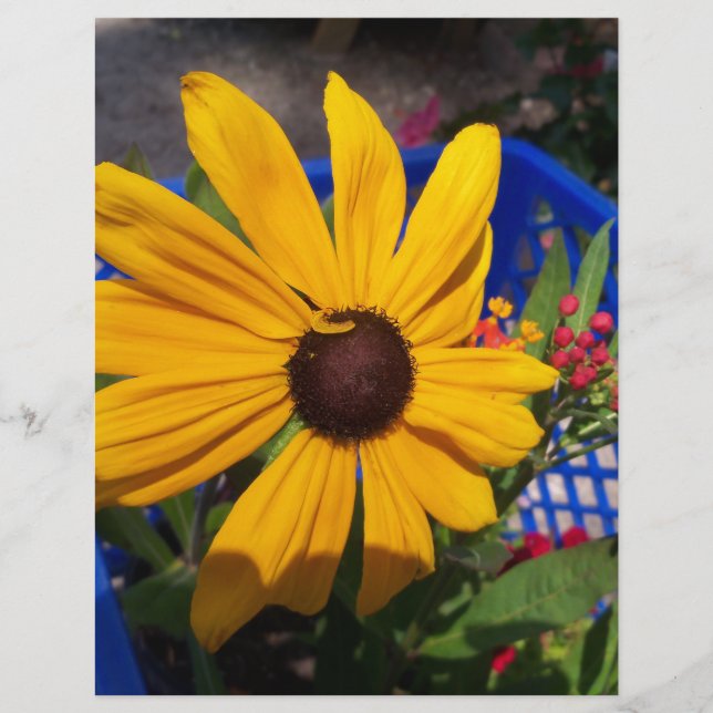 Black eyed-Susan front and centre (Front)
