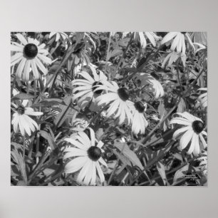 Black Eyed Susan Garden Black White Print