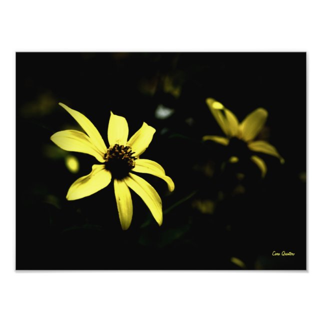 Black Eyed Susan -L Photo Print (Front)