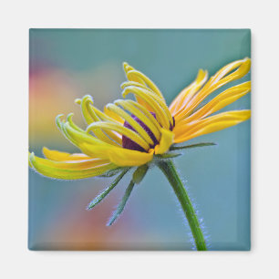 Black-eyed Susan Magnet