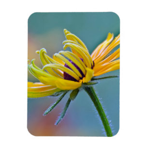 Black-eyed Susan Magnet