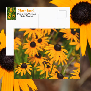 Black-eyed Susan Maryland State Flower Postcard