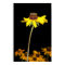 Black Eyed Susan on Black Background