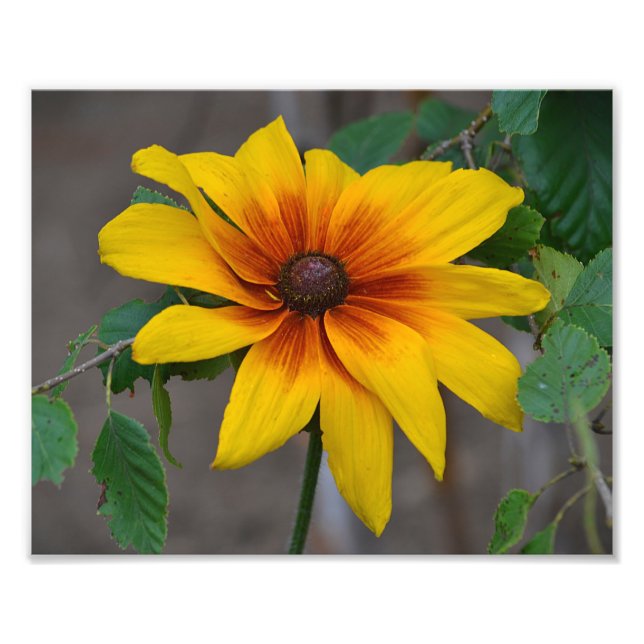Black Eyed Susan Photo Print (Front)