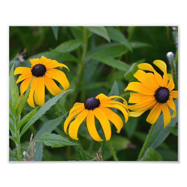 Black-Eyed- Susan Photo Print (Front)