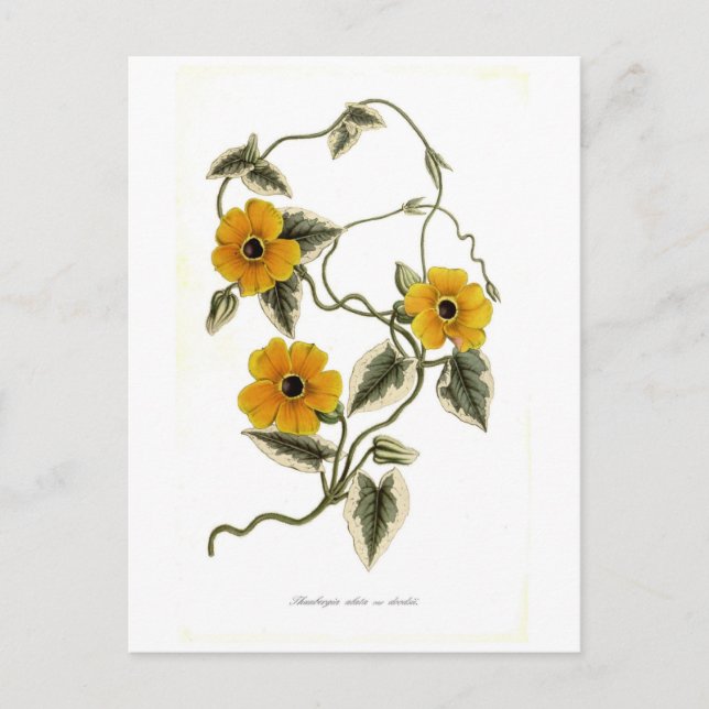 Black-eyed Susan Postcard (Front)