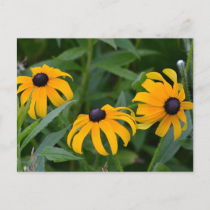 Black-Eyed Susan Postcard